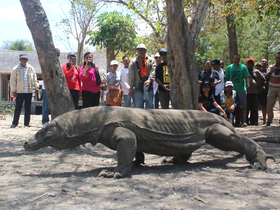 Mooiste bezienswaardigheden van Indonesië | de komodovaraan spotten in Komodo National Park