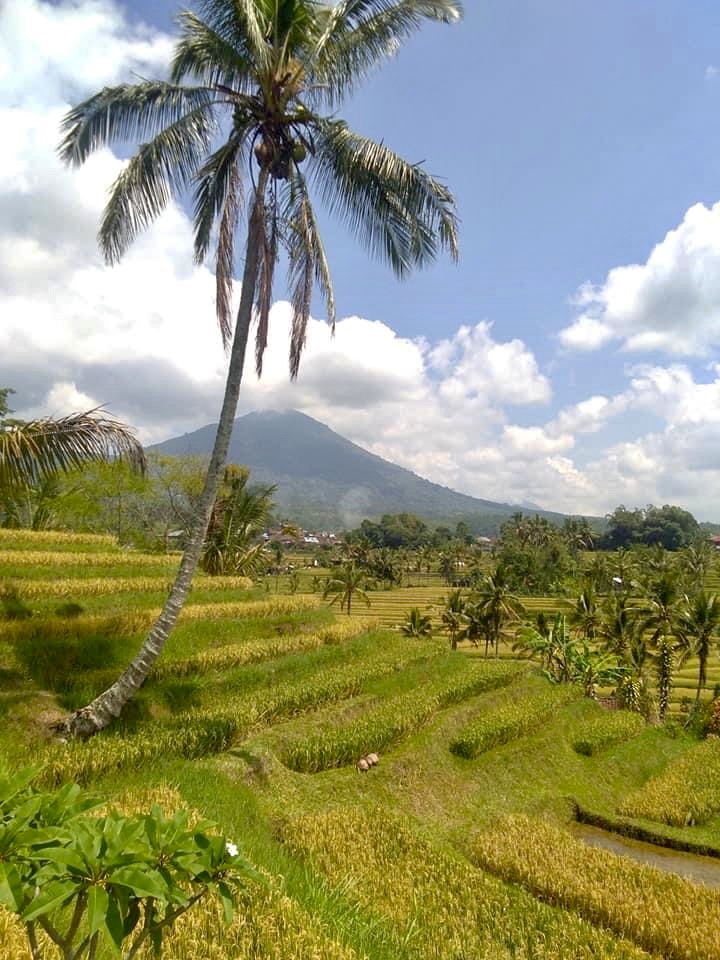 rijstterrassen zijn beroemde bezienswaardigheden op Bali
