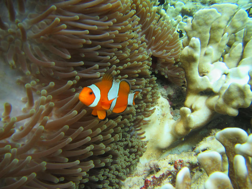 Rubiah eiland, een duikplek nabij Pulau Weh Sumatra