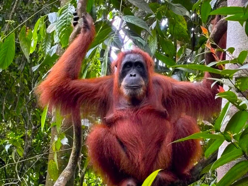 op zoek gaan naar orang oetan op Sumatra | een vrouwelijke orang oetan