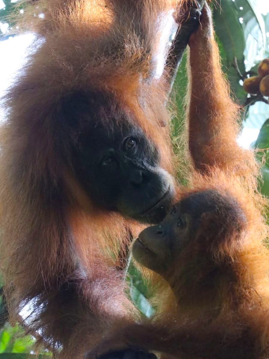 Op zoek naar orang oetan op Sumatra | moeder en kind orang oetan