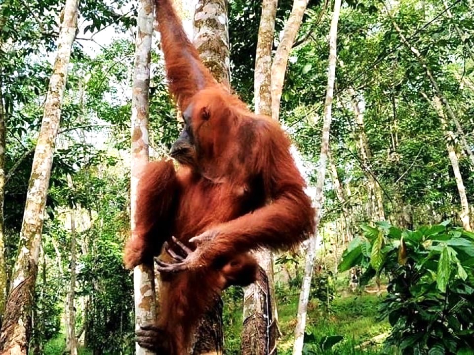 Rondreizen op Kalimantan: orang oetan spotten