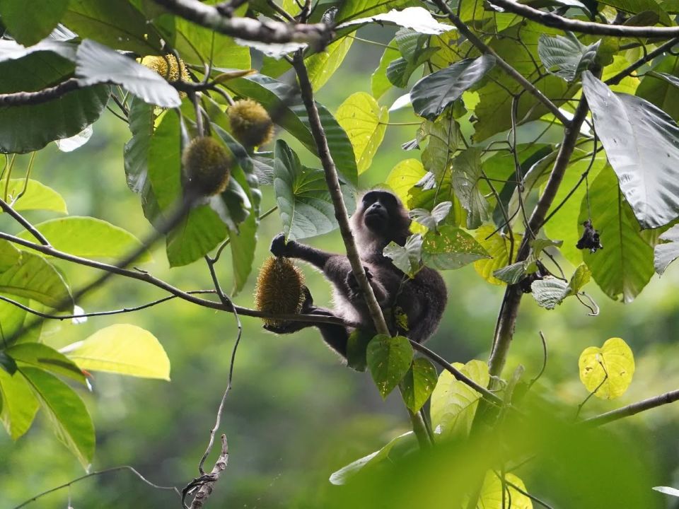 hoogtepunaten van Sulawesi | Tangkoko National Park